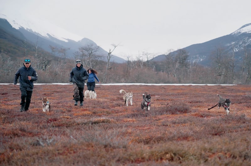 Caminhada com huskies pelo campo do Park Austral