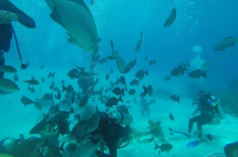 Cardume de peixes e mergulhador no mar de San Andrés