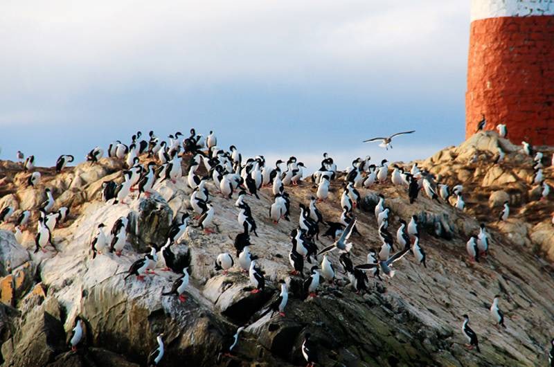 Colônia de cormoranes junto ao Farol Les Eclaireurs