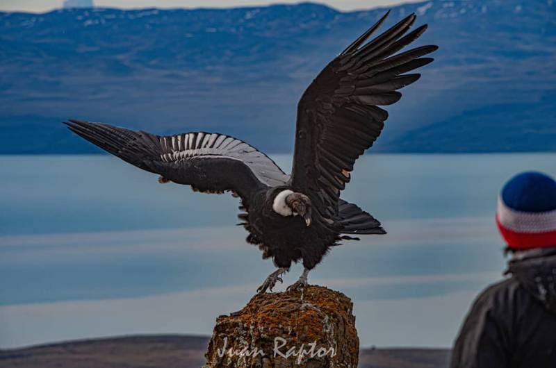 Condor andino pousado numa rocha perto de El Calafate