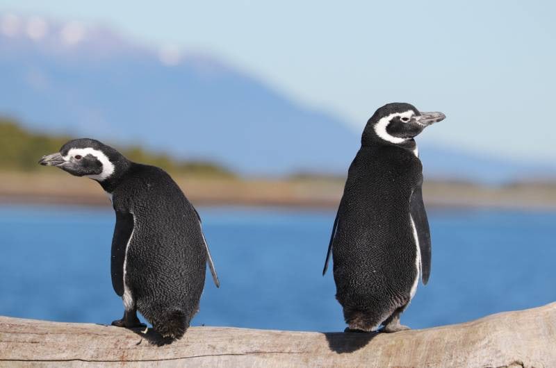 Dois pinguins-de-magalhães na Ilha Martillo, perto de Ushuaia