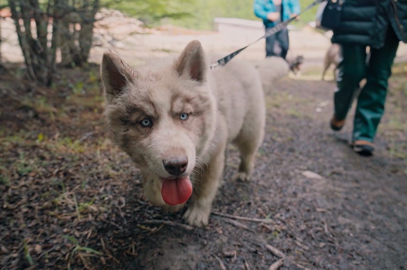 Filhote de husky caminhando na trilha do Park Austral