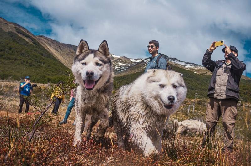 Huskies e visitantes com montanhas ao fundo, em Ushuaia