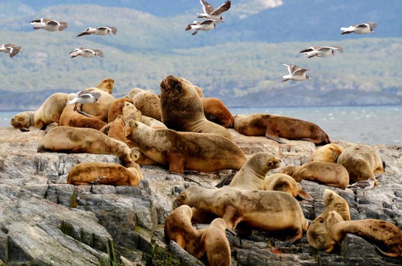 Lobos-marinhos descansando na Ilha dos Lobos, no Canal Beagle