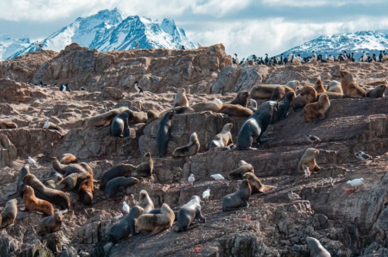 Lobos-marinhos na Ilha dos Lobos, no Canal Beagle