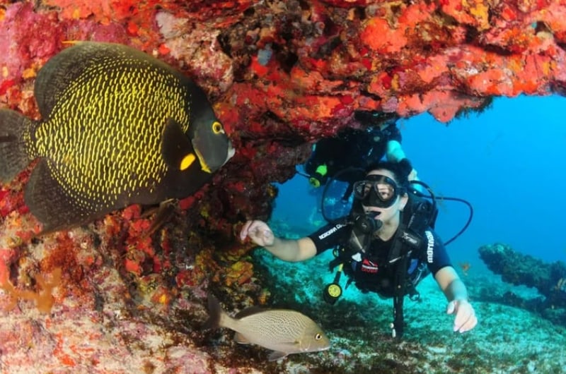 Mergulhador com peixe-anjo entre corais em Noronha