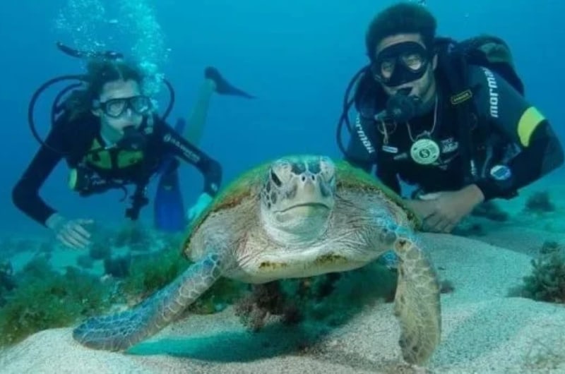 Mergulhadores ao lado de uma tartaruga em Fernando de Noronha