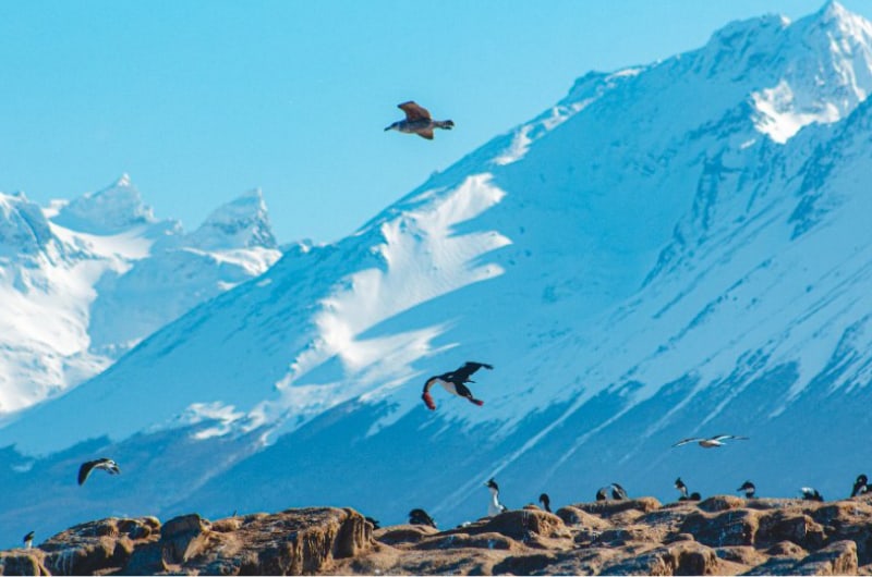Montanhas nevadas e aves sobre o Canal Beagle