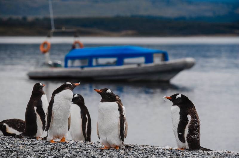 Pinguins-papua na praia da Ilha Martillo com o bote ao fundo