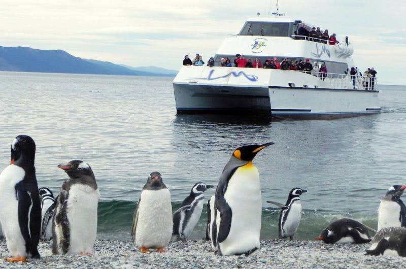 Pinguins na praia da Ilha Martillo com o catamarã ao fundo, em Ushuaia