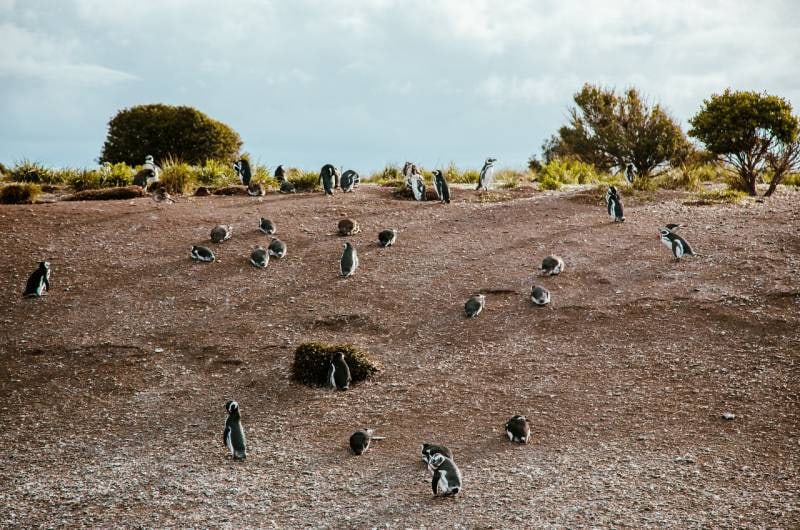 Pinguins na praia de pedras da Ilha Martillo