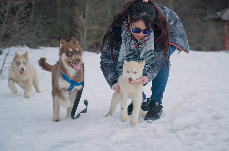 Viajante brincando com huskies na neve do Park Austral, em Ushuaia