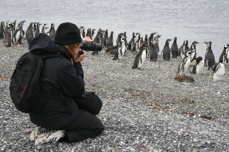 Visitante fotografando os pinguins na Ilha Martillo
