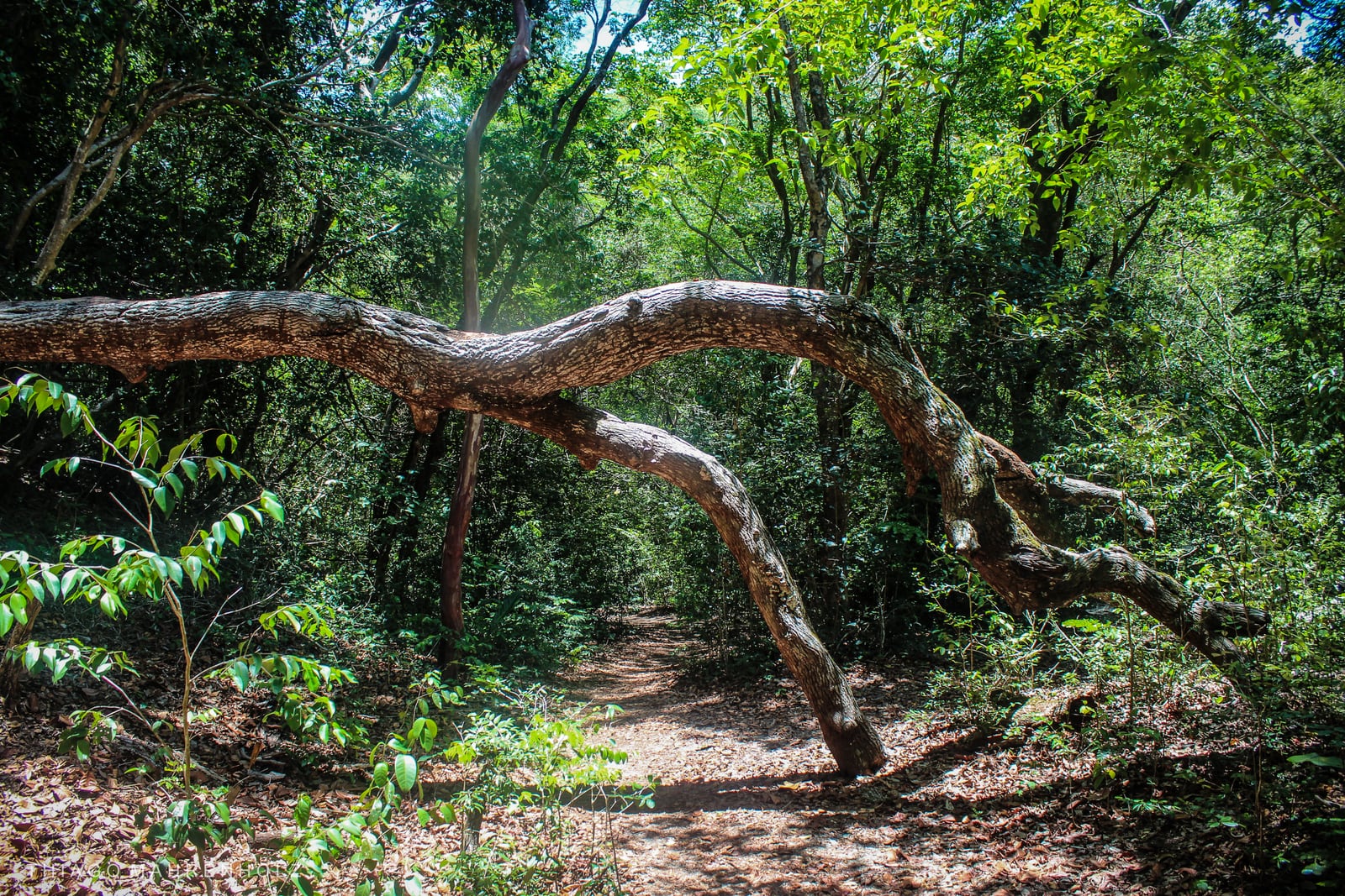 Trilha de terra no meio da Mata Atlântica do Parque das Dunas, em Natal, com um tronco de árvore curvado por cima do caminho
